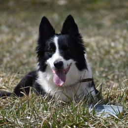Squirt - Border Collie