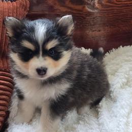 Corey - Tri-color male Pomsky puppy in Elgin, Oregon from Kenna'z Kuddly Pomskiez