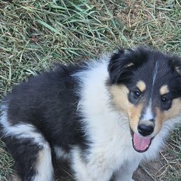 Collie Puppies from Mountain View Collies