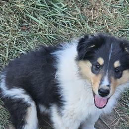 Collie Puppies from Mountain View Collies
