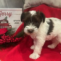 Miniature Schnauzer Puppies from Hume Family Mini Schnauzers