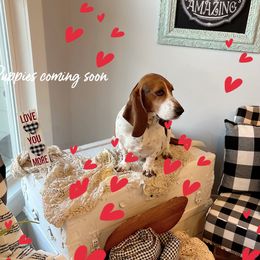 Hazel - Basset Hound