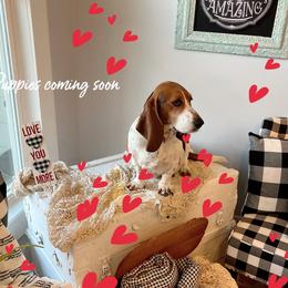 Hazel - Basset Hound