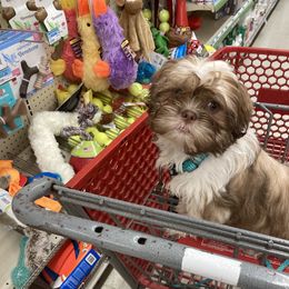 Kibbles - Shih Tzu