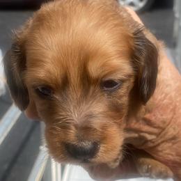 Duffy soft wire hair - Red male Dachshund puppy in Elizabethtown, Kentucky from Teeny Tiny Puppy Tails