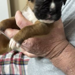 Having parents name the babies - Fawn male Boxer puppy in Nixa, Missouri from Molly Mo Boxers
