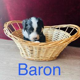 Baron - Black and white male Bernedoodle puppy in Battle Creek, Michigan from T-Rose’s Bernedoodle & Pomsky Puppies