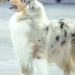 Collies from Juell Collies