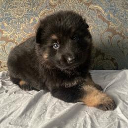 Grey collar boy - Black and red male German Shepherd puppy in Coleta, Illinois from Four Leaf Farm- Vom Vierblättriges Bauernhof