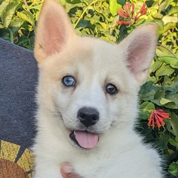 Rain - White Pomsky puppy in Rochester, Minnesota from Gypsy Rose Pomskies