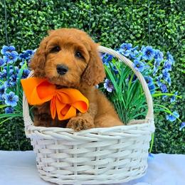 Gracie's Orange Boy - Red  male Goldendoodle puppy in Kountze, Texas from Texas Doodles LLC