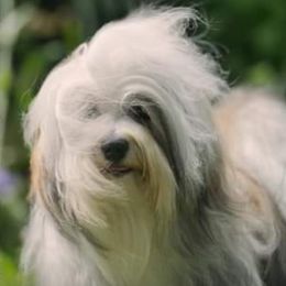 Gnocchi - Havanese