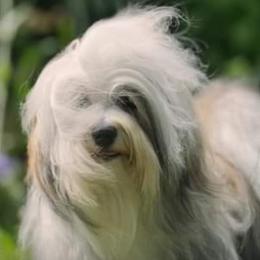 Gnocchi - Havanese