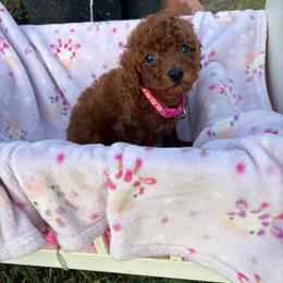 Girl 1 - Red  female Poodle puppy in Anaheim, California from SoCal Toy Poodles