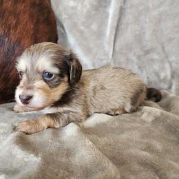 Cobain - Cream male Dachshund puppy in Lindsay, California from Lewis Creek Dachshunds