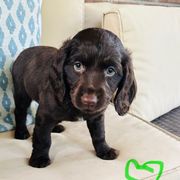 Girl lime green - Chocolate female Boykin Spaniel puppy in Dublin, Georgia from Ashcraft's Boykin Spaniels