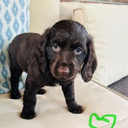 Girl lime green - Chocolate female Boykin Spaniel puppy in Dublin, Georgia from Ashcraft's Boykin Spaniels