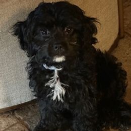 Daisy - Black female Cavapoo puppy in St. Louis, Missouri from Sweet Snuggles Cavapoos