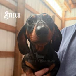 Stitch - Dachshund
