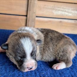 Frasier Crane - Brindle and white male American Corgi puppy in Shawnee, Oklahoma from Sunray Ranch