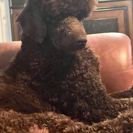 Labradoodle, Labrador Retriever, and Poodle Puppies from LLL Dog Ranch