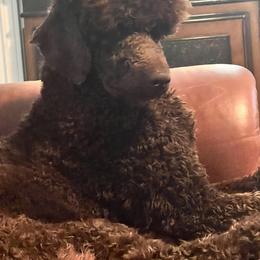 Labradoodle, Labrador Retriever, and Poodle Puppies from LLL Dog Ranch