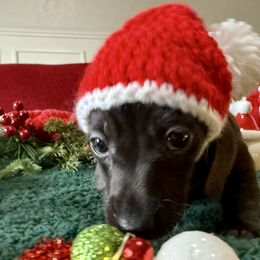 Raider - Black male Dachshund puppy in Homedale, Idaho from Jeff & Joette