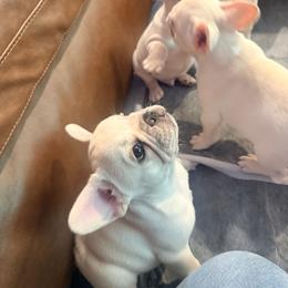 CreamBoy 3 - Cream male French Bulldog puppy in Denison, Texas from Lovemyfrenchies – Stoddard Frenchbulldog's