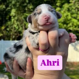 Ahri (long tail) - Blue merle female Australian Shepherd puppy in Jacksonville, Florida from Solace Australian Shepherds