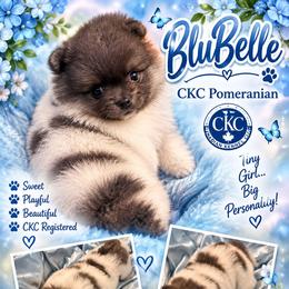 BluBelle - Blue parti female Pomeranian puppy in Gun Barrel City, Texas from Petite Poms