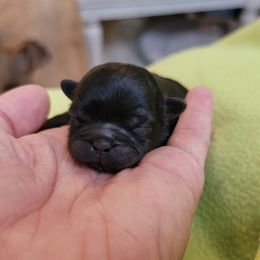 Shih Tzu Puppies from Chimera Shih Tzu