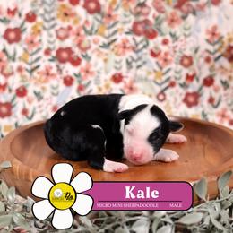 Kale - Black and white male Sheepadoodle puppy in Cleveland, Tennessee from Narrow Path Old English & Sheepadoodles