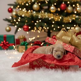 Sugar - Apricot female Goldendoodle puppy in Fairmount, Georgia from Muscadine Meadows Farm