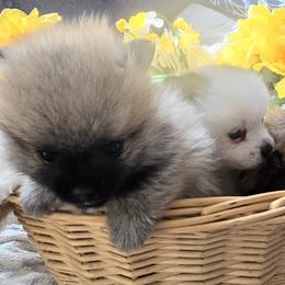 Pomsky Puppies from Amazing High Desert Pomskys