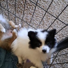 Pomeranian Puppies from Wisco Poms