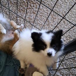 Pomeranian Puppies from Wisco Poms