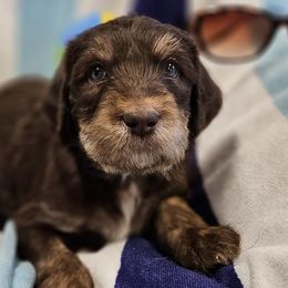 Labradoodles and Labrador Retrievers from Heeling House