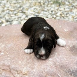 Choc Tri - Tri-color male Australian Labradoodle puppy in Wamego, Kansas from Doodles of Oz