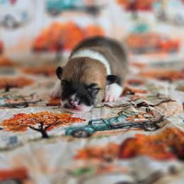 Tater Tot - Sable female Pembroke Welsh Corgi puppy in Briggsdale, Colorado from Lovebird Corgis