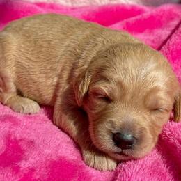 Reserved - Red  female Goldendoodle puppy in Sterling, Connecticut from Justine’s Retrievers and Doodles, LLC