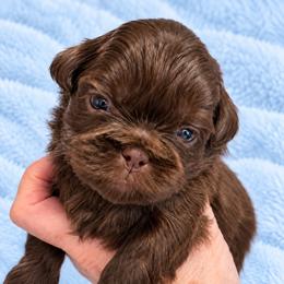 Brewer - Chocolate male Shih Tzu puppy in Tallahassee, Florida from Bows and Bow Ties