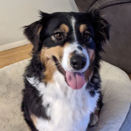 Honeybear - Australian Shepherd