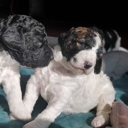 Goldendoodle Puppies from Lesia's Goldendoodles