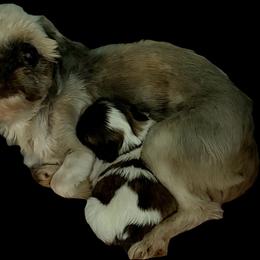 Cricket - Tricolor female Shih Tzu puppy in Avery, Texas from Christye Bolen