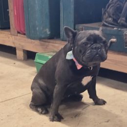 Fanny mae - French Bulldog