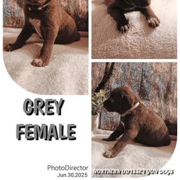 Girl 5 - female Chesapeake Bay Retriever puppy in Laporte, Minnesota from Northern Odyssey Gun Dogs