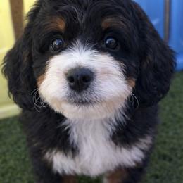 Tulip - Tri-color female Bernedoodle puppy in Gilbert, Arizona from Azteddybeardoodles