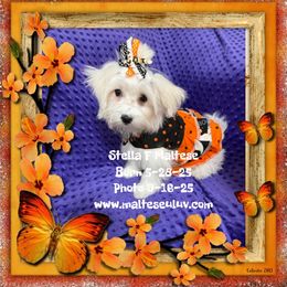 Stella - White female Maltese puppy in Silverhill, Alabama from Malteseuluv’s Tiny Treasurers
