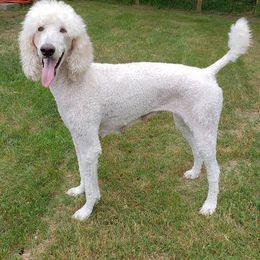 Goldendoodle All Grown Up from Pecan Creek Goldendoodles