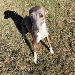Gelato - Italian Greyhound